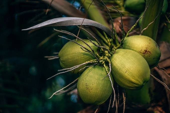 República Dominicana tiene una oportunidad de crecimiento en la industria del coco